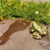 galabau steine im garten